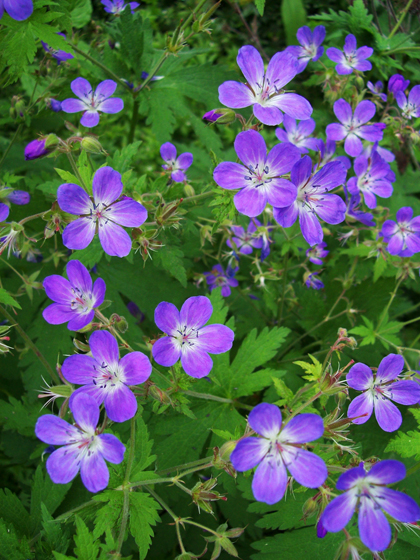 Wood Cranesbill